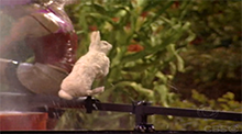 Big Brother 8 - Bunny Hop endurance competition - Zach wins